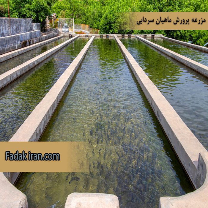 ماهی1