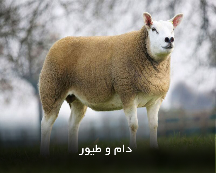 دام و طیور در مجموعه فدک